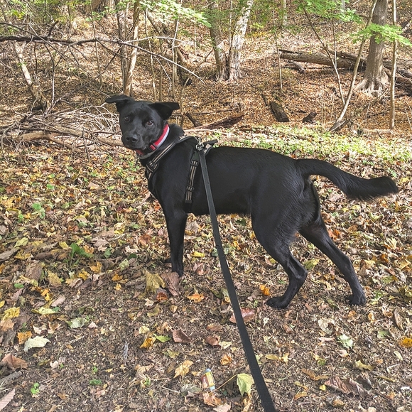 Patagonia Other - 🌹🏳️‍⚧️🏳️‍🌈 Stay safe out there! 💕🐾This doggo is the best boy